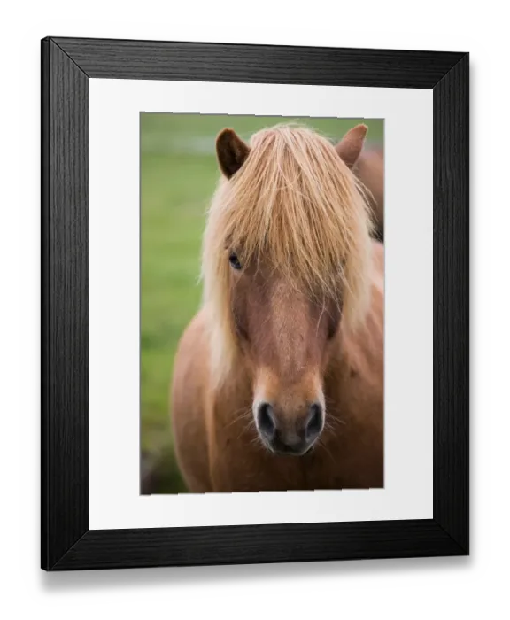 Framed Print : Icelandic horse, Iceland Framed Print : Icelandic horse, Iceland