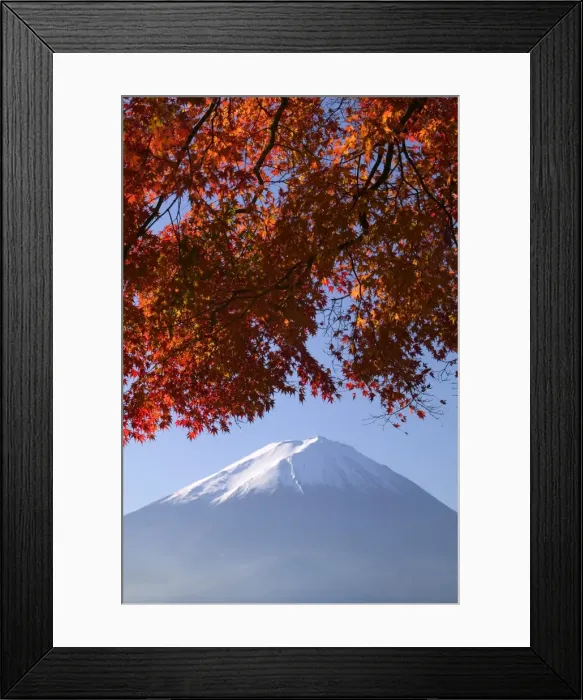 Framed Print : Japanese maples and Mount Fuji, Fuji-Hakone-Izu National Park, Honshu, Japan Framed Print : Japanese maples and Mount Fuji, Fuji-Hakone-Izu National Park, Honshu, Japan