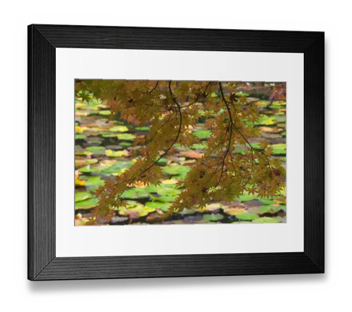 Framed Print : Maple bough with lily pad-covered lake in background, near Ryoanji Garden, Kyoto, Honshu, Japan Framed Print : Maple bough with lily pad-covered lake in background, near Ryoanji Garden, Kyoto, Honshu, Japan
