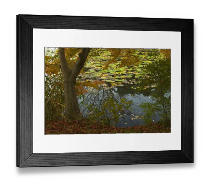 Framed Print : Lakeshore detail with maple and lily pads, near Ryoanji Garden, Kyoto, Honshu, Japan