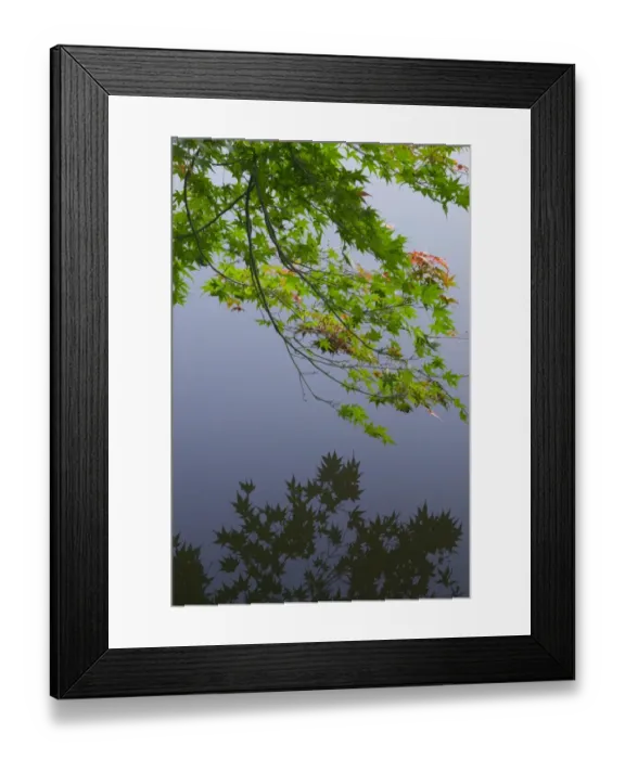 Framed Print : Maple bough hanging over lake, near Ryoanji Garden, Kyoto, Honshu, Japan Framed Print : Maple bough hanging over lake, near Ryoanji Garden, Kyoto, Honshu, Japan