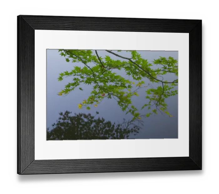 Framed Print : Maple bough hanging over lake, near Ryoanji Garden, Kyoto, Honshu, Japan Framed Print : Maple bough hanging over lake, near Ryoanji Garden, Kyoto, Honshu, Japan