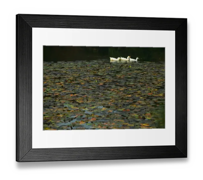 Framed Print : Ducks on lake in park near Ryoanji Garden, Kyoto, Honshu, Japan Framed Print : Ducks on lake in park near Ryoanji Garden, Kyoto, Honshu, Japan