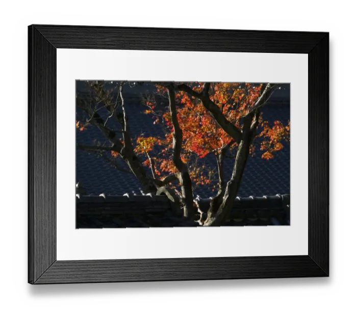 Framed Print : Japanese maple and tile roof of temple, Kyoto, Honshu, Japan
