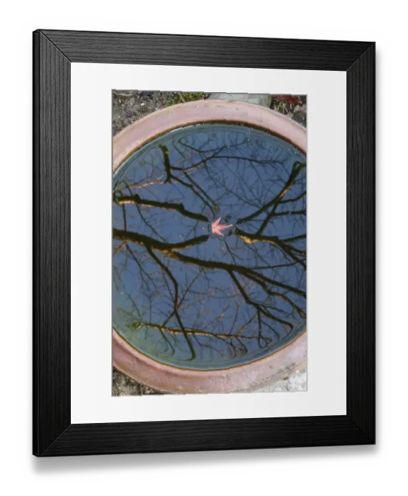 Framed Print : Tree reflection and maple leaf floating in basin, Kyoto, Honshu, Japan Framed Print : Tree reflection and maple leaf floating in basin, Kyoto, Honshu, Japan