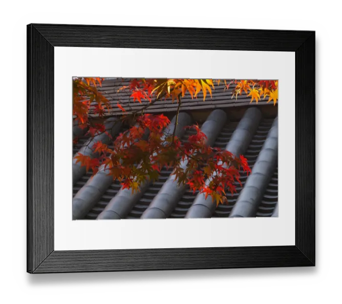 Framed Print : Temple roof detail and Japanese maple, Kyoto, Honshu, Japan Framed Print : Temple roof detail and Japanese maple, Kyoto, Honshu, Japan