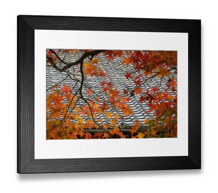 Framed Print : Japanese maple leaves against tile roof, temple garden, Kyoto, Honshu, Japan Framed Print : Japanese maple leaves against tile roof, temple garden, Kyoto, Honshu, Japan