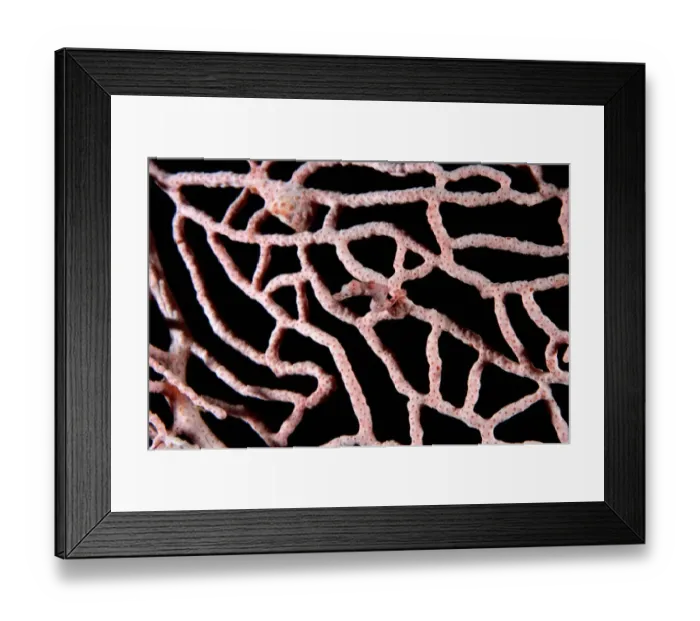 Framed Print : Pygmy seahorse (Hippocampus bargibanti) on Sea fan coral (Muricella) Framed Print : Pygmy seahorse (Hippocampus bargibanti) on Sea fan coral (Muricella)