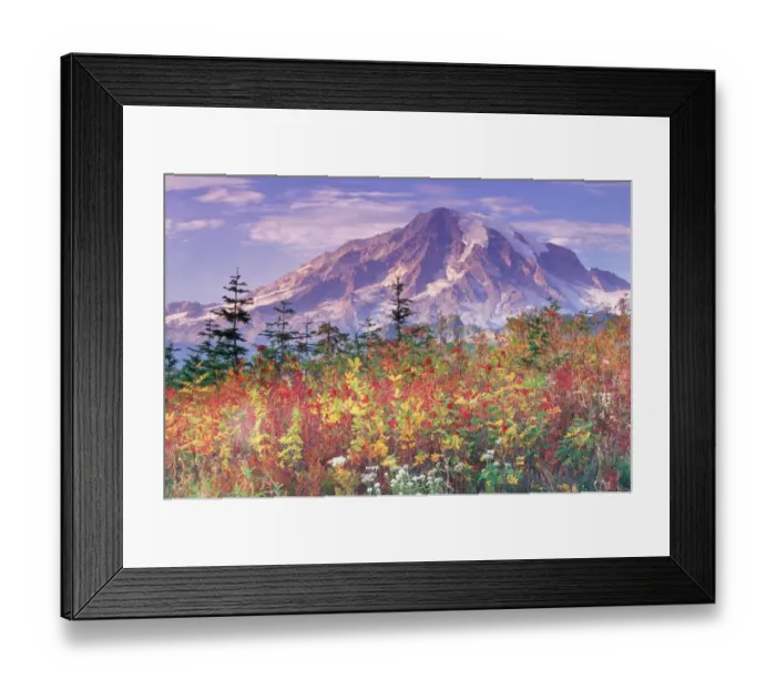 Framed Print : USA, Washington, Mount Rainier National Park, Mountain Ash (Sorbus sp