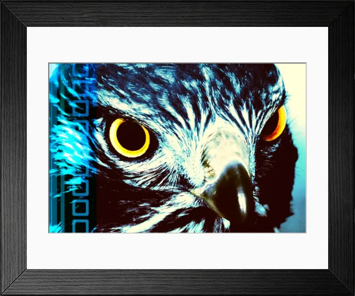 Framed Print : Falcon Framed Print : Falcon