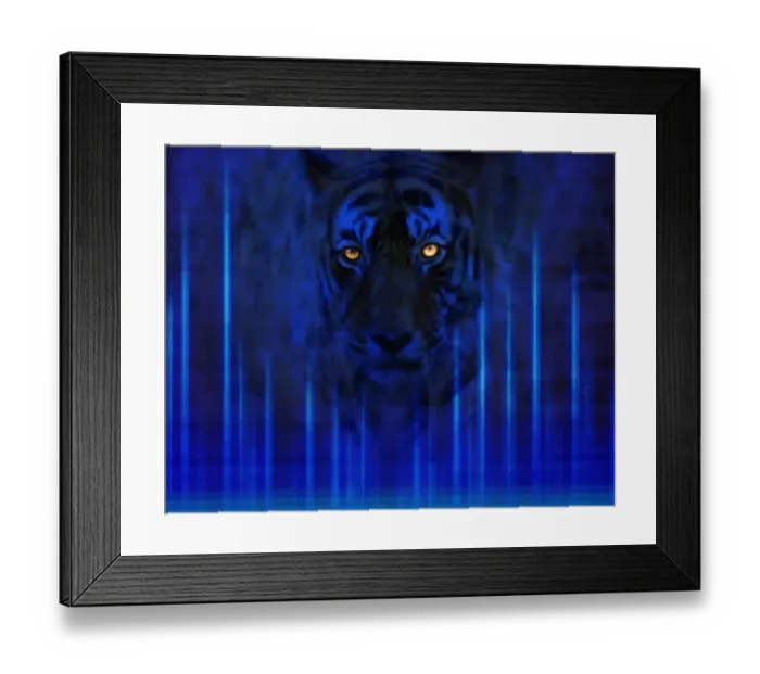 Framed Print : Tiger Framed Print : Tiger