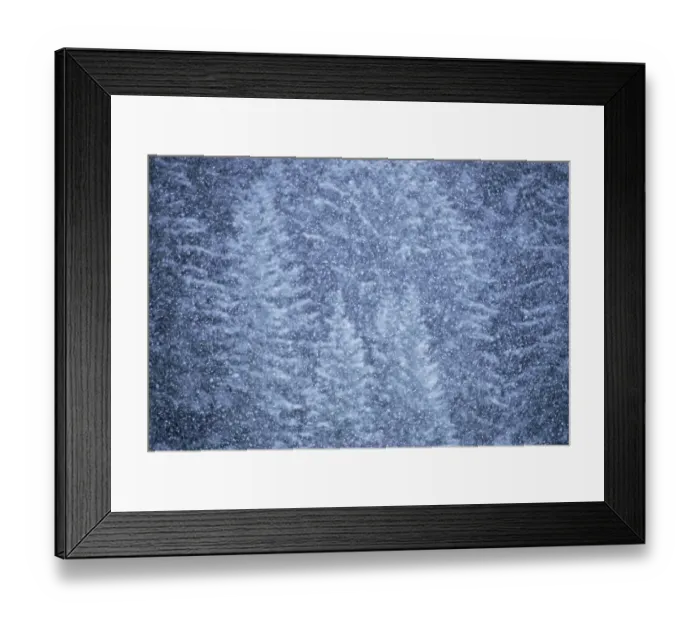 Framed Print : Snow falling on evergreen trees, Alaska, USA Framed Print : Snow falling on evergreen trees, Alaska, USA