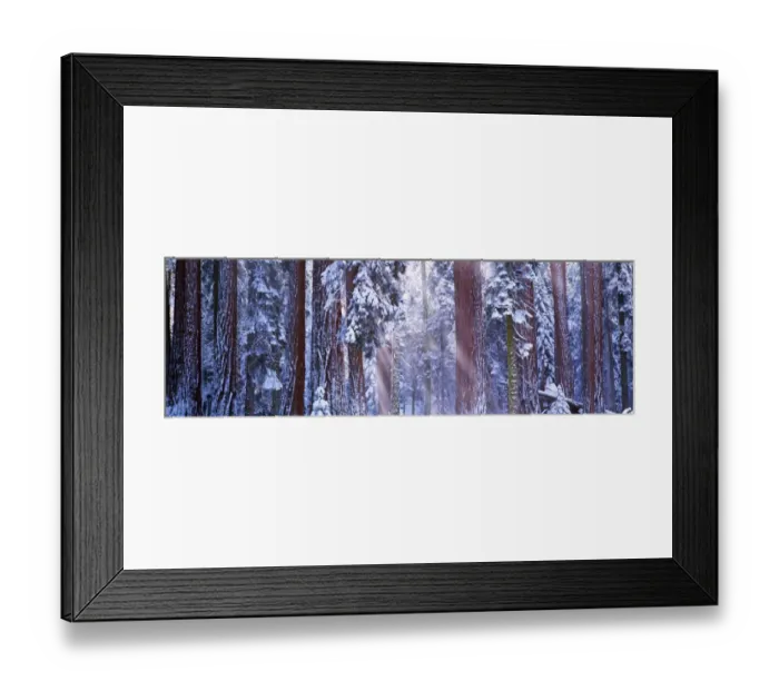 Framed Print : Giant redwood trees (Sequoiadendron giganteum) winter, California, USA Framed Print : Giant redwood trees (Sequoiadendron giganteum) winter, California, USA