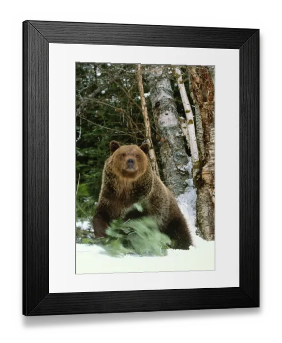 Framed Print : Brown bear (Ursus arctos horribilis), Montana, USA Framed Print : Brown bear (Ursus arctos horribilis), Montana, USA