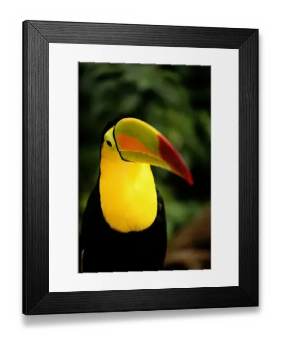 Framed Print : Keel-billed Toucan (Ramphastos sulfuratus), close-up, Costa Rica Framed Print : Keel-billed Toucan (Ramphastos sulfuratus), close-up, Costa Rica