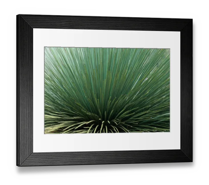 Framed Print : Wild grass, Kangaroo Island, South Australia, Australia, full frame Framed Print : Wild grass, Kangaroo Island, South Australia, Australia, full frame