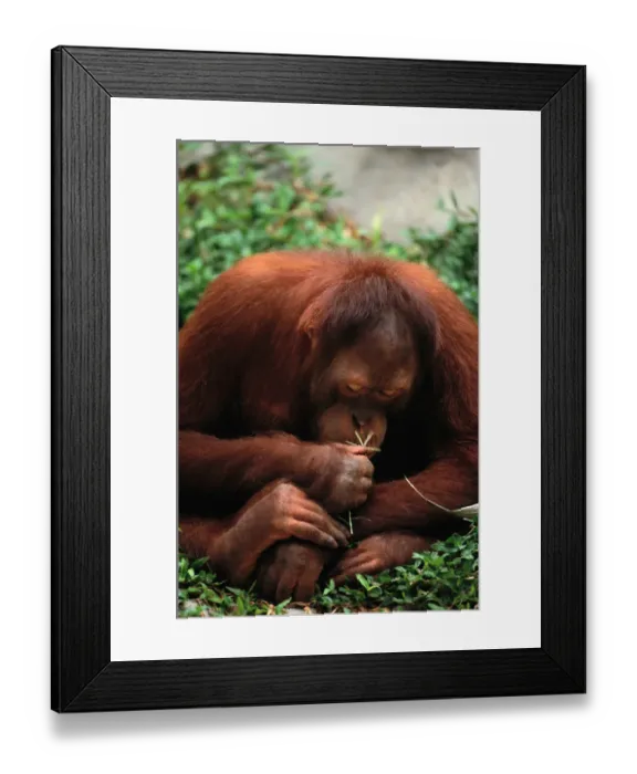 Framed Print : Orangutan (Pongo Pygmaeus), Close-Up Framed Print : Orangutan (Pongo Pygmaeus), Close-Up