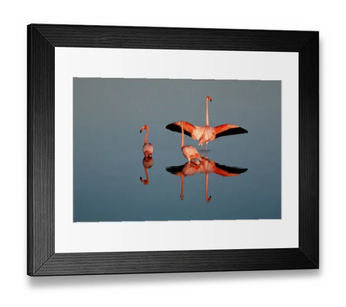 Framed Print : American flamingo (Phoenicopterus ruber) in water Framed Print : American flamingo (Phoenicopterus ruber) in water