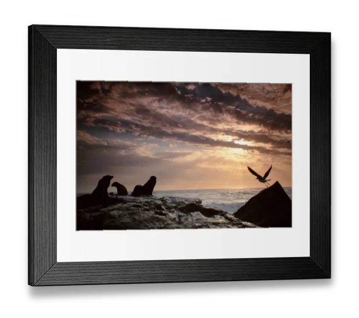 Framed Print : Cape fur seals (Arctocephalus p. pusillus) on rock, South Africa