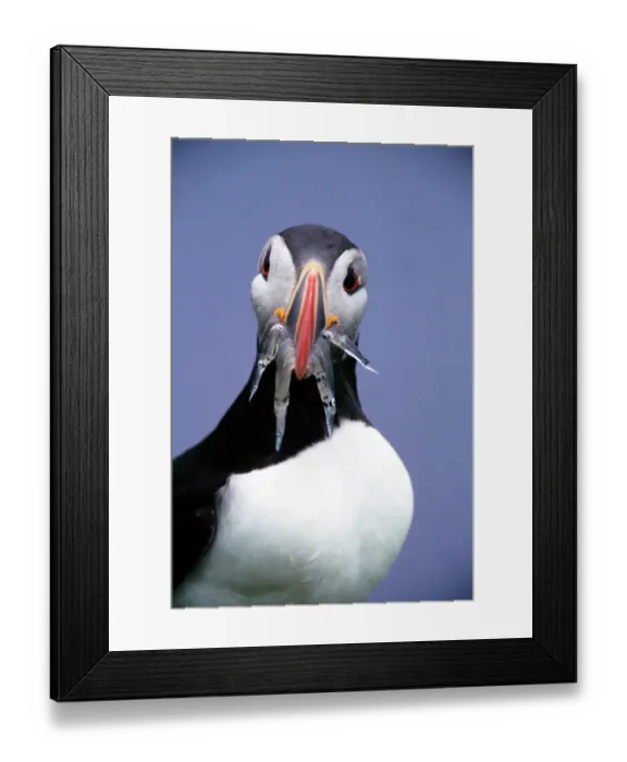 Framed Print : ATLANTIC PUFFIN (FRATERCULA arctica) fish in mouth, Iceland