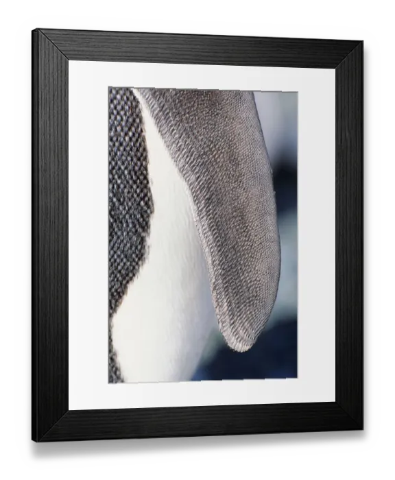 Framed Print : King penguin (Aptenodytes patagonicus) Australia, wing detail Framed Print : King penguin (Aptenodytes patagonicus) Australia, wing detail