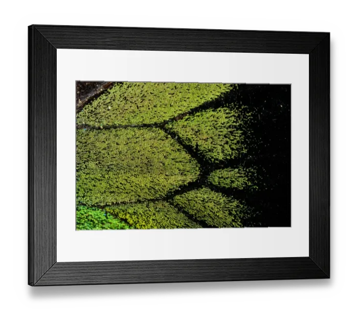 Framed Print : Oregon swallowtail (Papilio oregonius) wing detail Framed Print : Oregon swallowtail (Papilio oregonius) wing detail