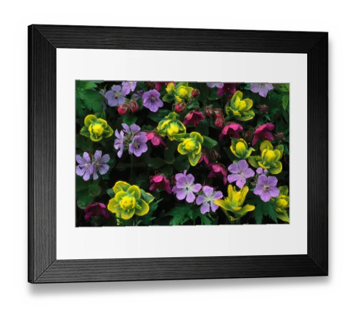 Framed Print : Coastal paintbrush, wild geranium and purple saxifrage, Alaska, USA Framed Print : Coastal paintbrush, wild geranium and purple saxifrage, Alaska, USA