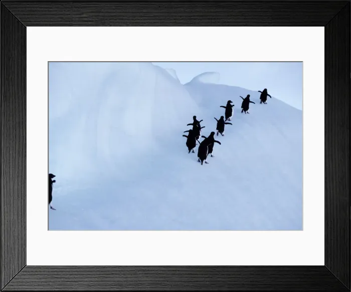 Framed Print : Adelie penguins (Pygoscelis adeliae), rear view Framed Print : Adelie penguins (Pygoscelis adeliae), rear view
