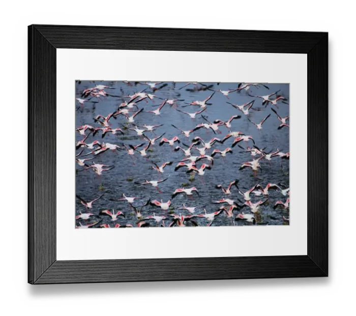 Framed Print : Greater flamingos (Phoenicopterus ruber) in flight Framed Print : Greater flamingos (Phoenicopterus ruber) in flight