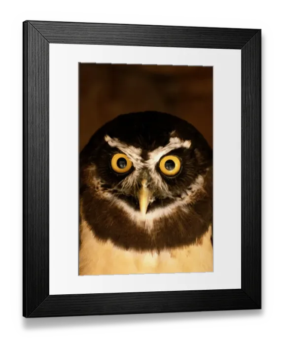 Framed Print : Spectacled owl (Pulsatrix perspicillata), close-up Framed Print : Spectacled owl (Pulsatrix perspicillata), close-up