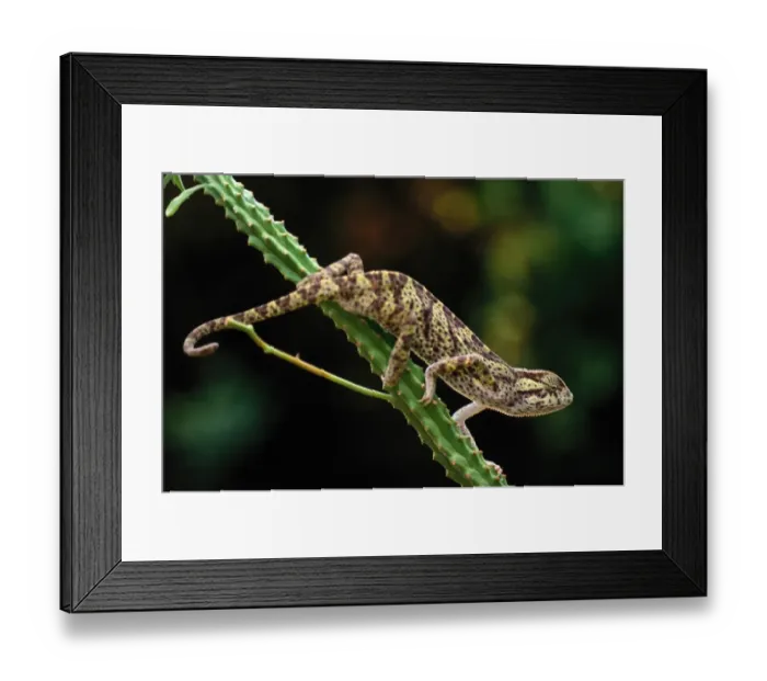 Framed Print : Chameleon (Chameleo rudis rudis), Uganda Framed Print : Chameleon (Chameleo rudis rudis), Uganda