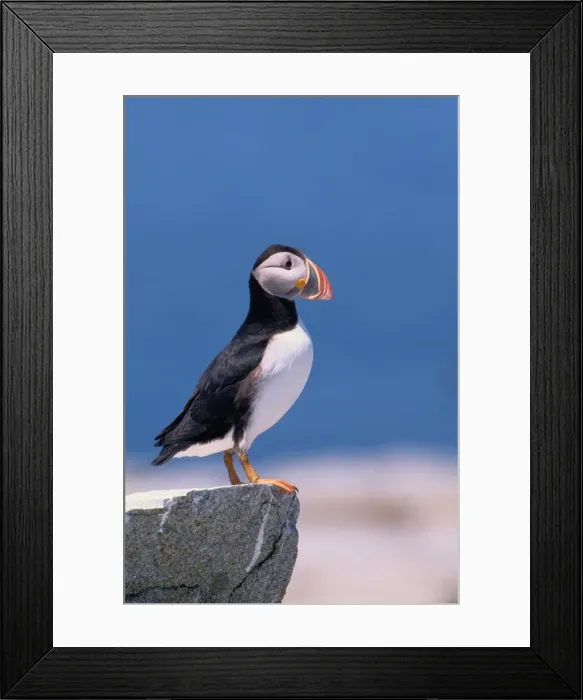 Framed Print : Atlantic puffin (Fratercula arctica) standing on rock Framed Print : Atlantic puffin (Fratercula arctica) standing on rock