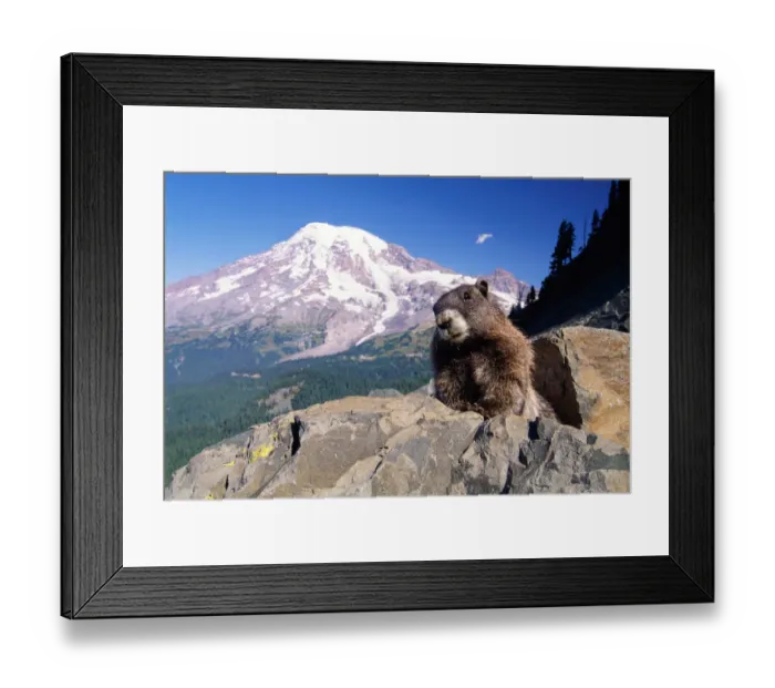 Framed Print : Hoary marmot (Marmota caligata), Mt. Rainier, Washington, USA Framed Print : Hoary marmot (Marmota caligata), Mt. Rainier, Washington, USA