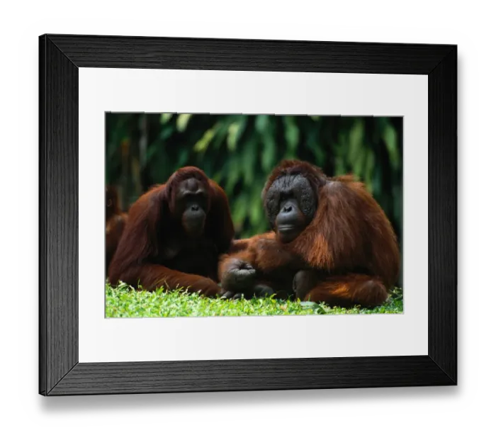 Framed Print : Orangutans (Pongo Pygmaeus) Framed Print : Orangutans (Pongo Pygmaeus)