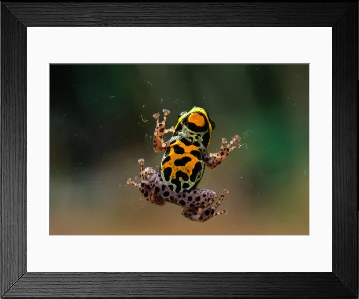 Framed Print : Poison Arrow Frog (Dendrobates Sp. ) Framed Print : Poison Arrow Frog (Dendrobates Sp. )