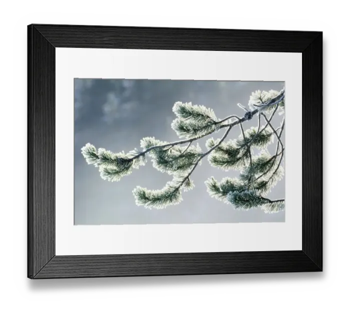 Framed Print : USA, Wyoming, frost covered evergreen branch, close-up Framed Print : USA, Wyoming, frost covered evergreen branch, close-up
