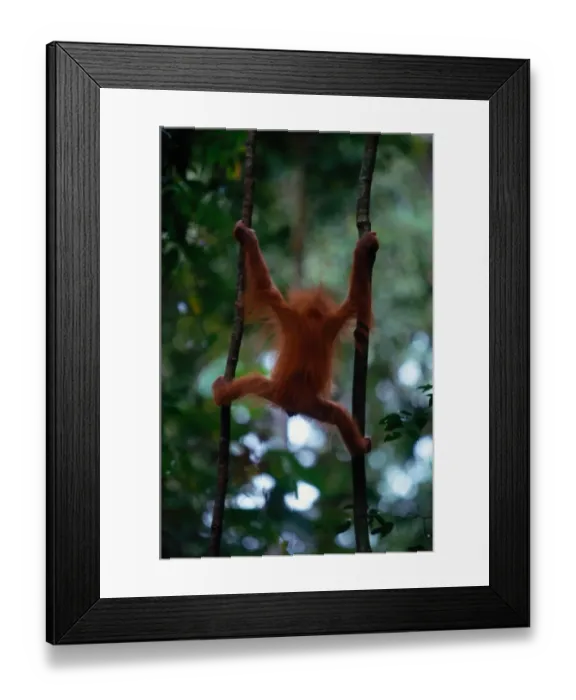 Framed Print : Young Sumatran orangutan (Pongo pongo abelii) Indonesia, rear view