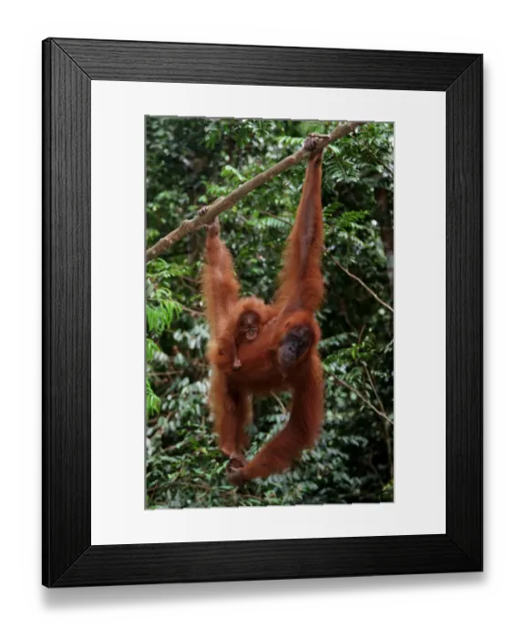 Framed Print : Sumatran orangutan (Pongo pongo abelii) and baby, Indonesia