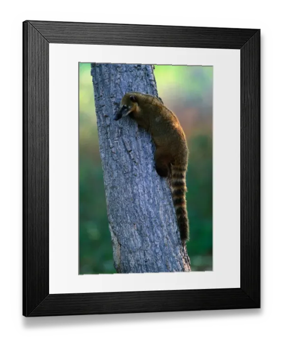 Framed Print : South American Coati (Nasua nasua) on tree trunk, Pantanal, Brazil Framed Print : South American Coati (Nasua nasua) on tree trunk, Pantanal, Brazil