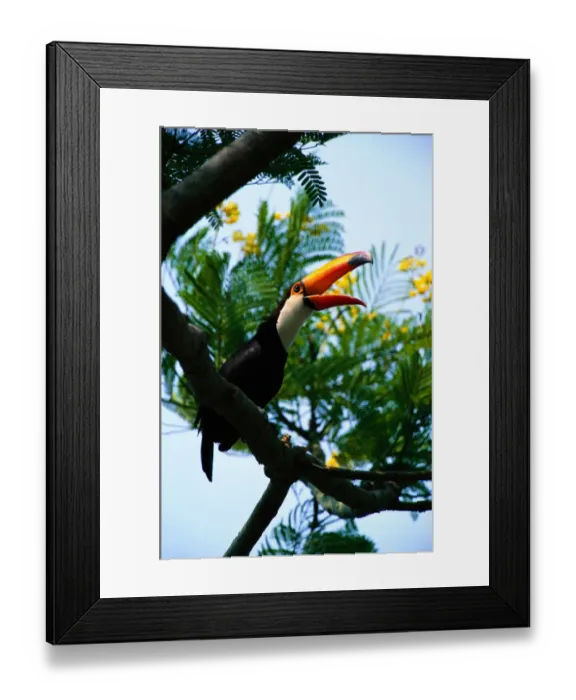 Framed Print : Toco toucan (Ramphastos toco) on branch, Pantanal, Brazil Framed Print : Toco toucan (Ramphastos toco) on branch, Pantanal, Brazil