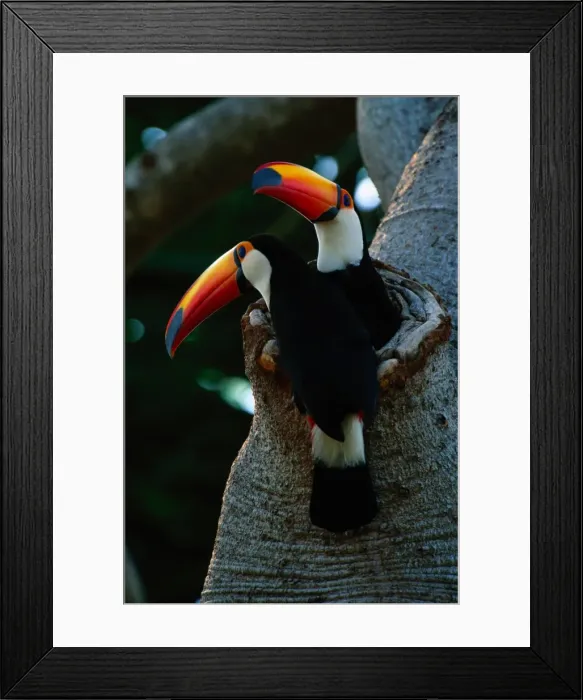 Framed Print : Toco toucans (Ramphastos toco) in tree hole, Pantanal, Brazil Framed Print : Toco toucans (Ramphastos toco) in tree hole, Pantanal, Brazil