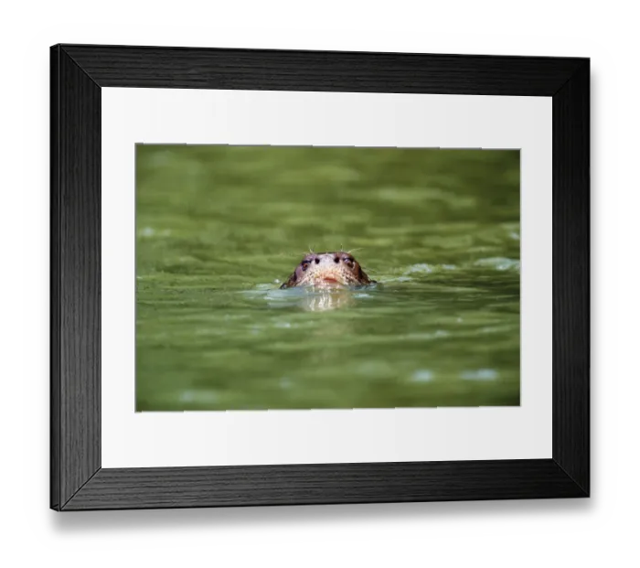 Framed Print : Giant otter (Pteronura brasiliensis) swimming, Peru Framed Print : Giant otter (Pteronura brasiliensis) swimming, Peru