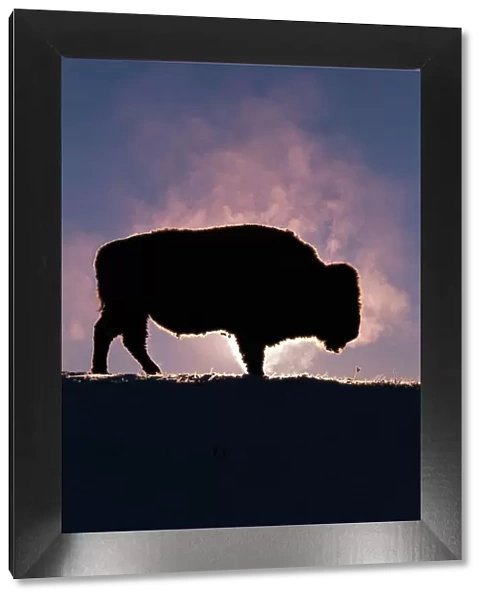 Bison (Bison bison) Wyoming, USA, silhouette