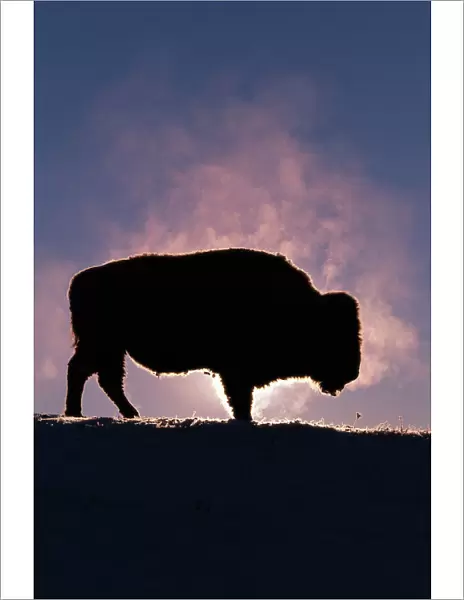 Bison (Bison bison) Wyoming, USA, silhouette