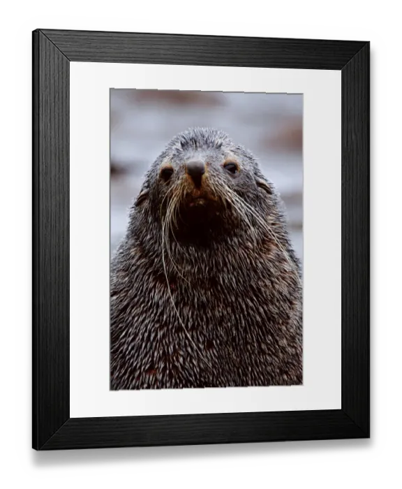 Framed Print : ANTARCTIC FUR SEAL (Arctocephalus gazella), SOUTH GEORGIA ISLAND Framed Print : ANTARCTIC FUR SEAL (Arctocephalus gazella), SOUTH GEORGIA ISLAND
