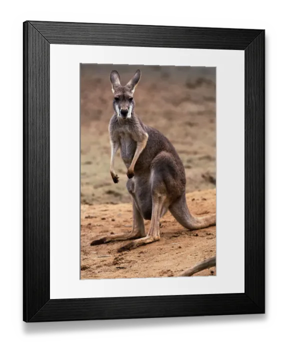 Framed Print : Red Kangaroo (Macropus rufus) standing on sandy terrain, Australia Framed Print : Red Kangaroo (Macropus rufus) standing on sandy terrain, Australia