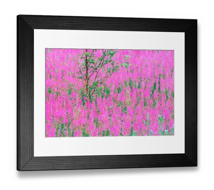 Framed Print : Lone Alder tree (Alnus sp) amidst fireweed (Epilobium augustifolium) Framed Print : Lone Alder tree (Alnus sp) amidst fireweed (Epilobium augustifolium)