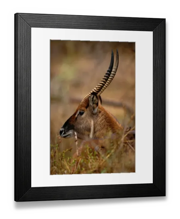 Framed Print : Waterbuck (Kobus ellipsiprymnus), Rift Valley, Kenya Framed Print : Waterbuck (Kobus ellipsiprymnus), Rift Valley, Kenya