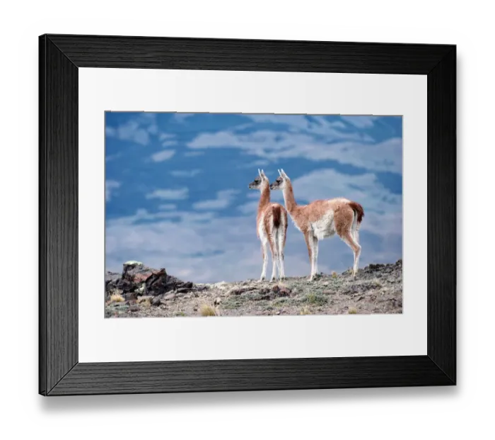 Framed Print : Guanacos (Lama guanicoe), Torres del Paine National Park, Chile Framed Print : Guanacos (Lama guanicoe), Torres del Paine National Park, Chile