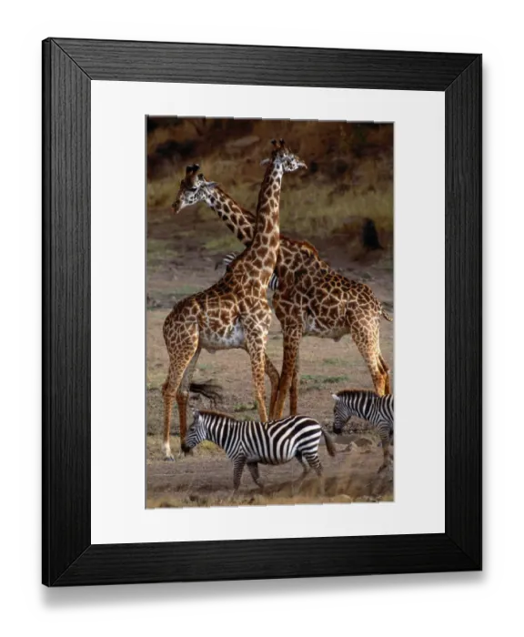 Framed Print : Giraffes and Burchells zebras, Masai Mara National Reserve, Kenya Framed Print : Giraffes and Burchells zebras, Masai Mara National Reserve, Kenya